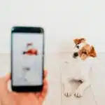 Chiens et chats : une carte d’identité bientôt imposée par l’Union européenne