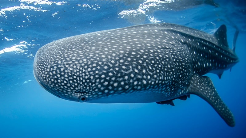 Un requin-baleine