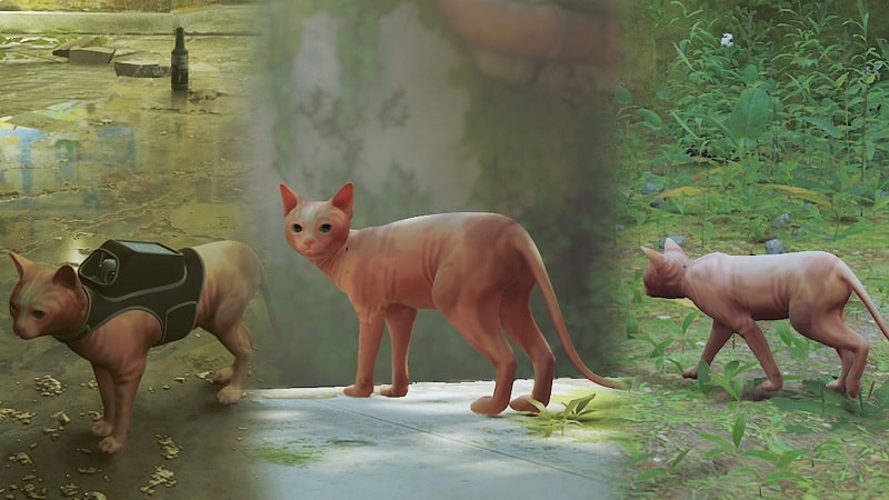 Mod d'un chat de race sphynx pour Stray