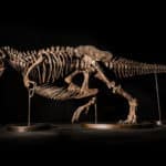 Ce squelette spectaculaire de T-Rex est aux enchères pour 25 millions d’euros