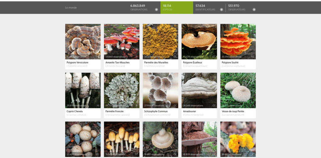 Image 4 : Les meilleures applications pour la cueillette des champignons