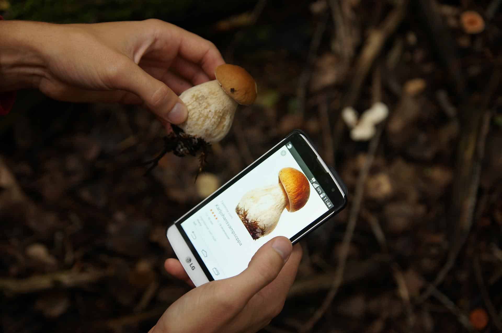 Cueillette de champignons : comment repérer ceux qui sont comestibles ou  non