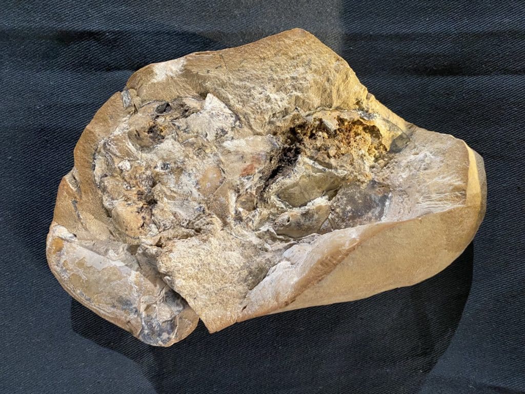 Le fossile © Yasmine Phillips, Université Curtin