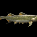 Des paléontologues découvrent un requin vieux de 439 millions d’années, un record