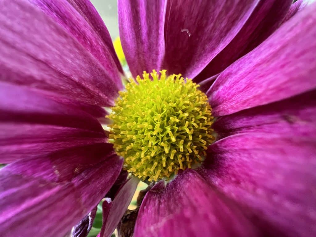 iPhone 13 Pro - macro