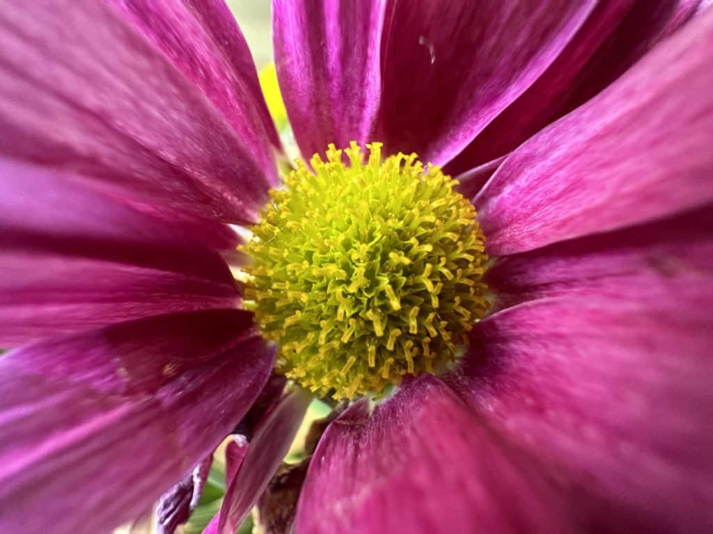 iPhone 14 Pro - macro