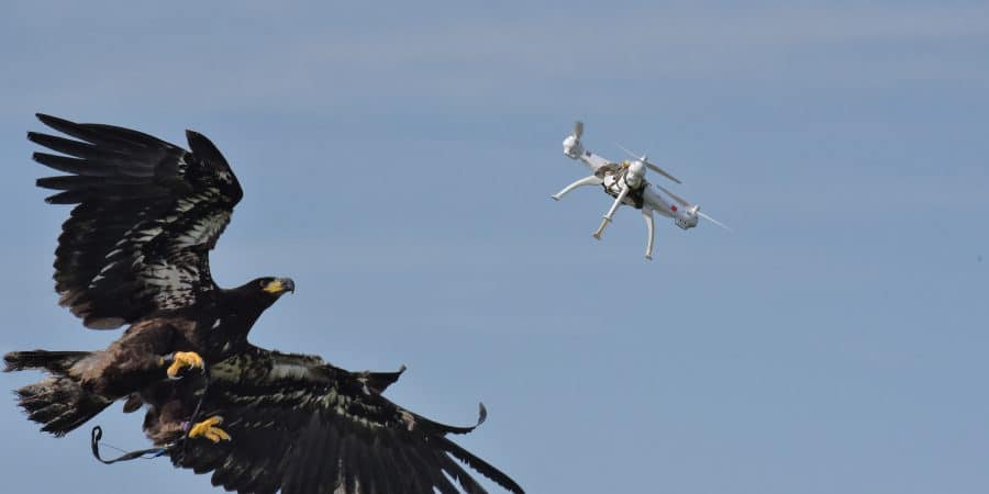 Image 1 : Ces deux aigles anti-drones sont au chômage