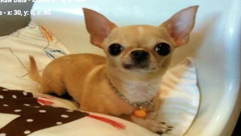 samsung chihuahua