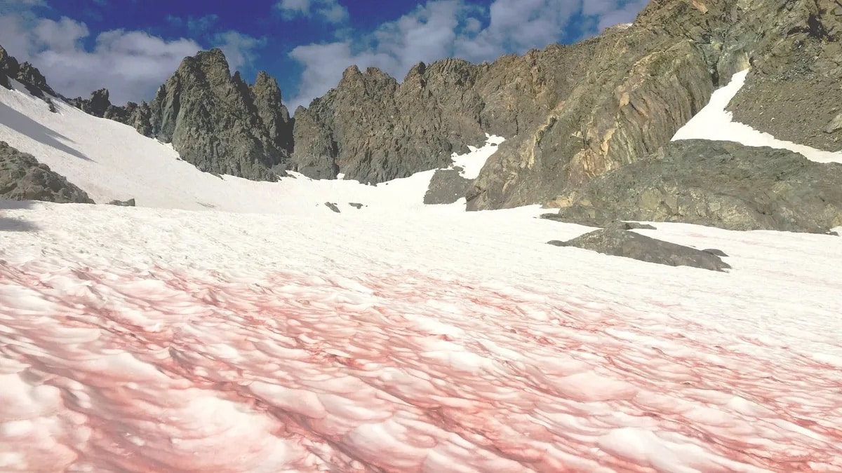 Le « gang des glaciers » ou neige rouge sur le mont Ritter, l'une de ces microalgues responsables de la fonte des glaces découvertes à différents endroits du globe © Wikimedia Commons, domaine public