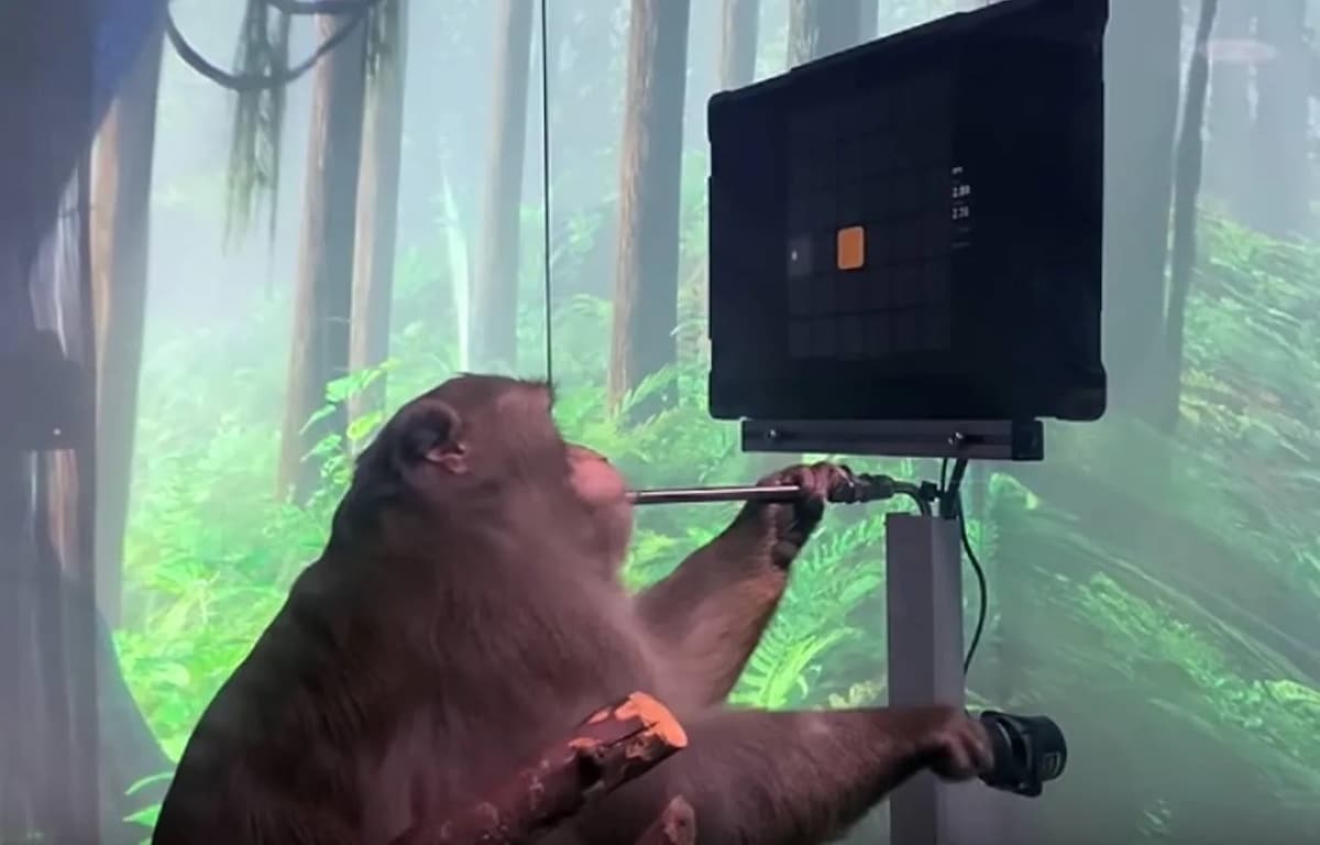 Singe jouant à Pong © Neuralink