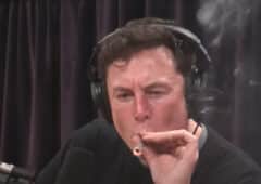 cannabis elon musk