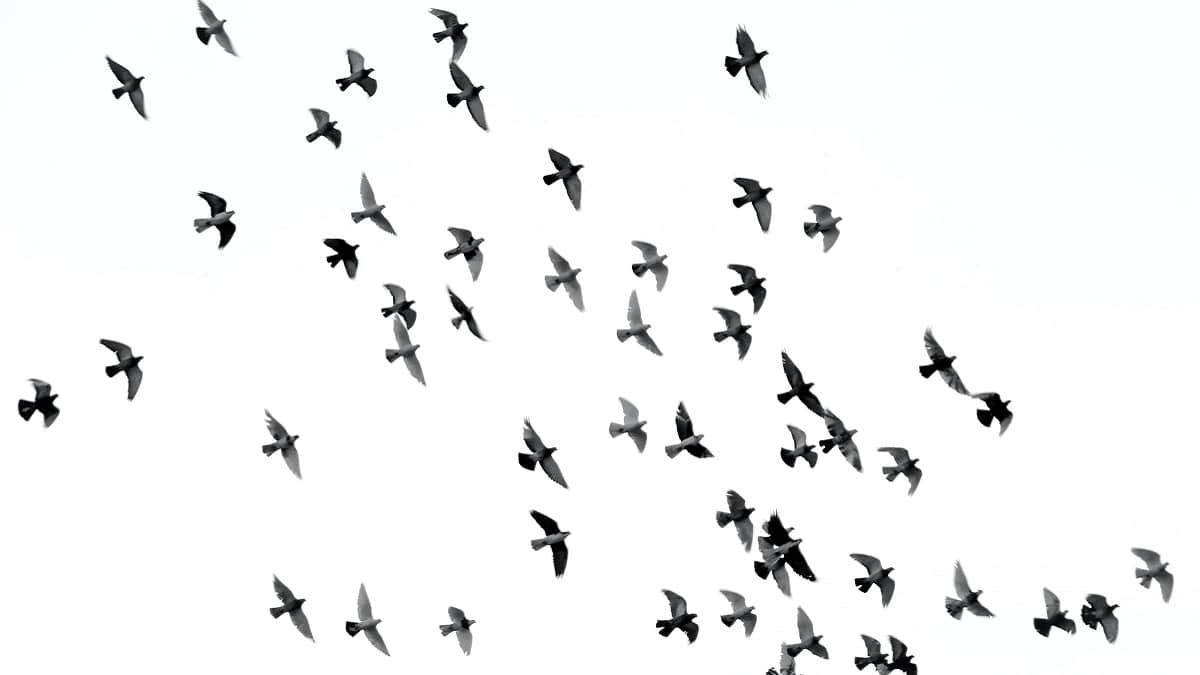 Des oiseaux dans le ciel