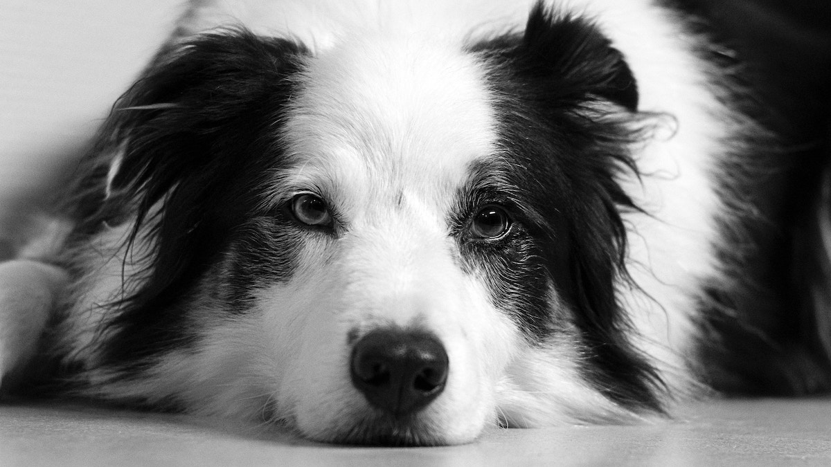 Border Collie