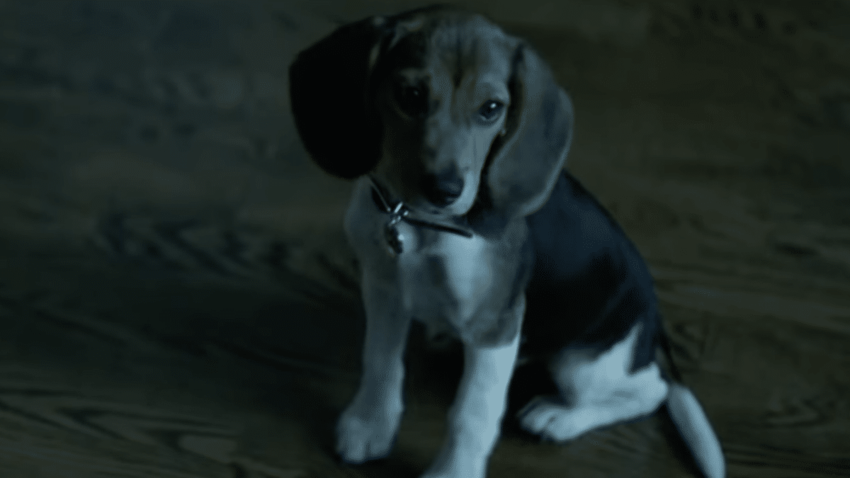 Le chiot Daisy de John Wick