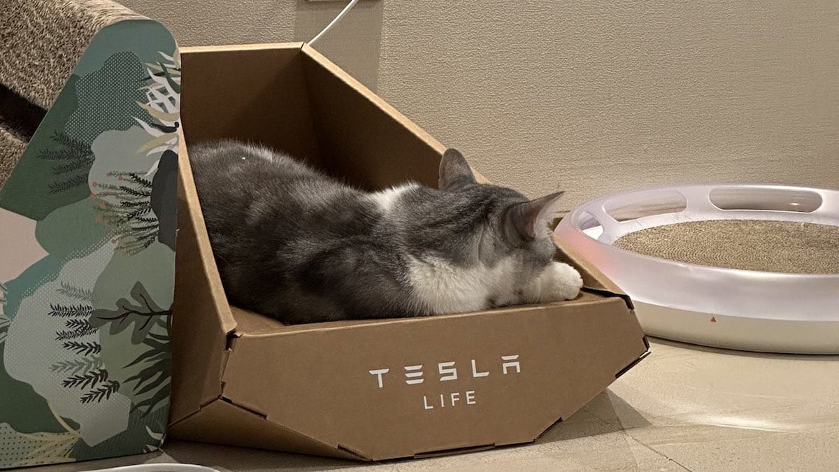 Tesla Cybertruck panier chat carton