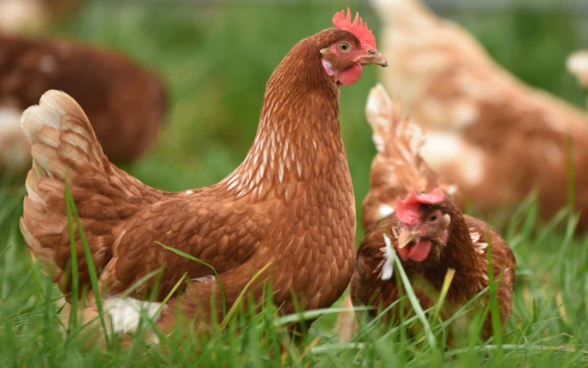 poulet poulets ia intelligence artificielle japon étude