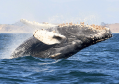Baleines à bosse réchauffement climatique famine