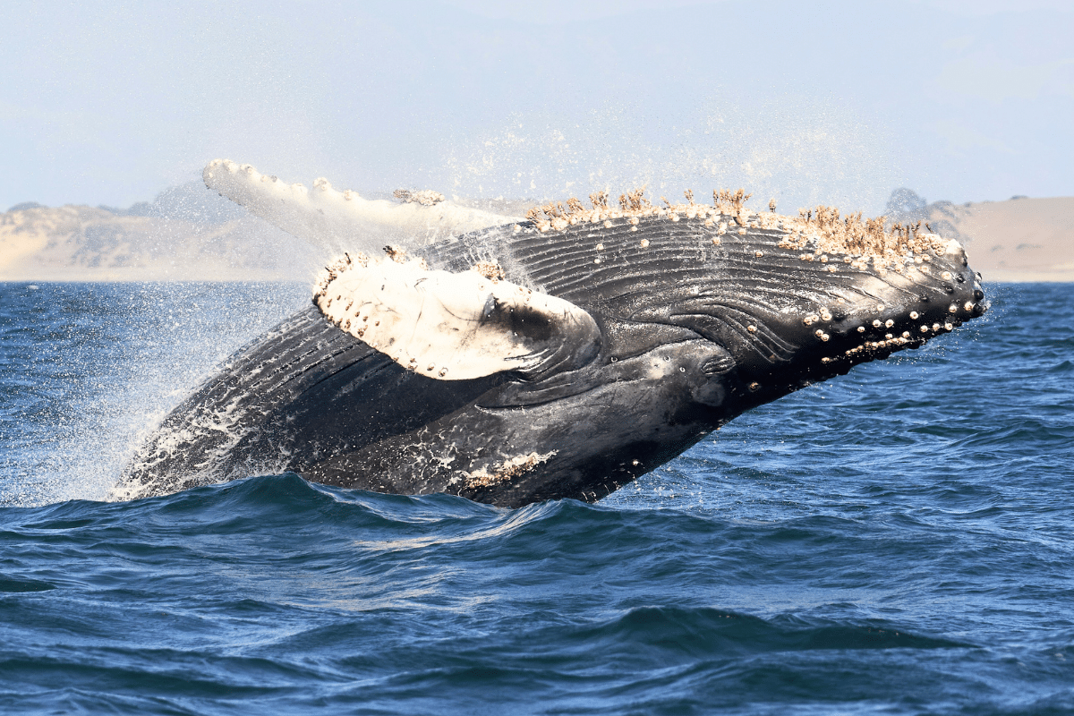 Baleines à bosse réchauffement climatique famine