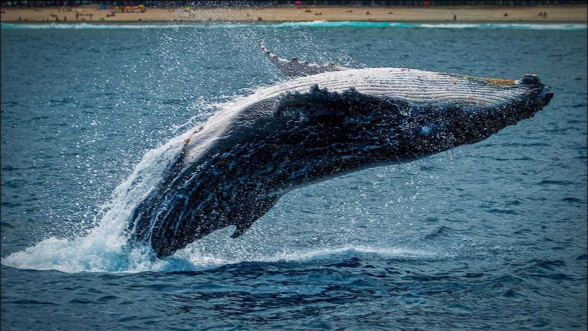 baleine à bosse famine réchauffement climatique