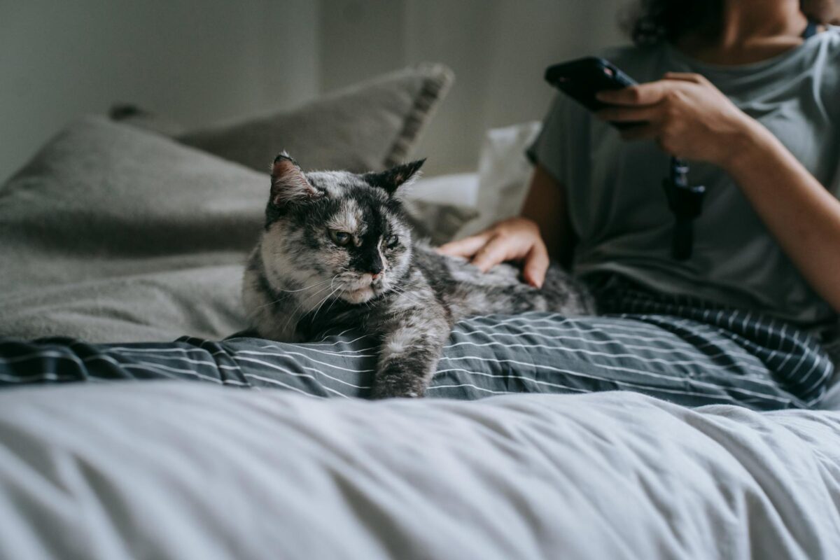 chat smartphone