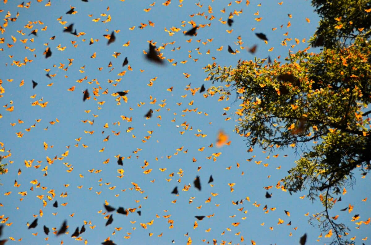 Insectes volants 