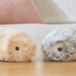 Moflin, la peluche robot conçue pour apporter tendresse et apaisement