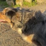 Tractive dog 6 Max cover 2