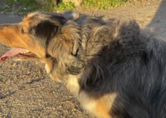 Tractive dog 6 Max cover 2