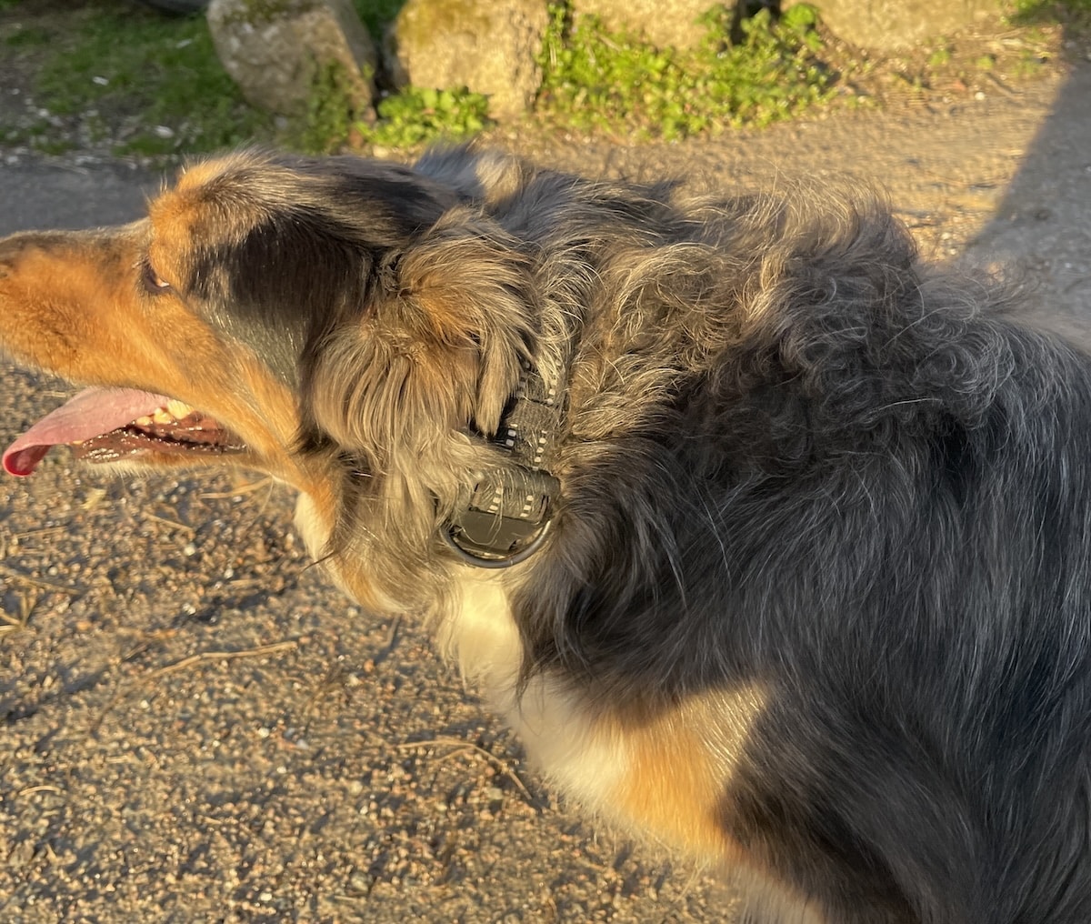 test du capteur GPS pour chien Tractive Dog6.