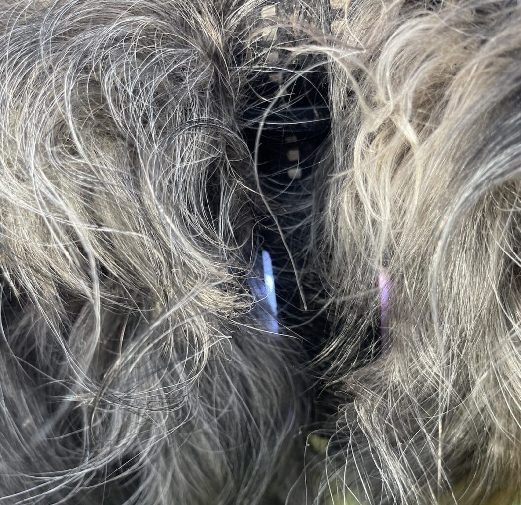 test du capteur GPS pour chien Tractive Dog6.