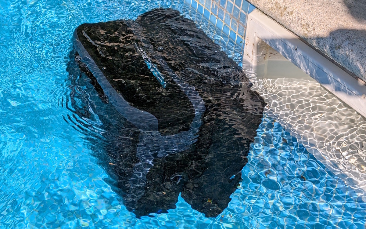 robot de piscine Sora 70 de Beatbot