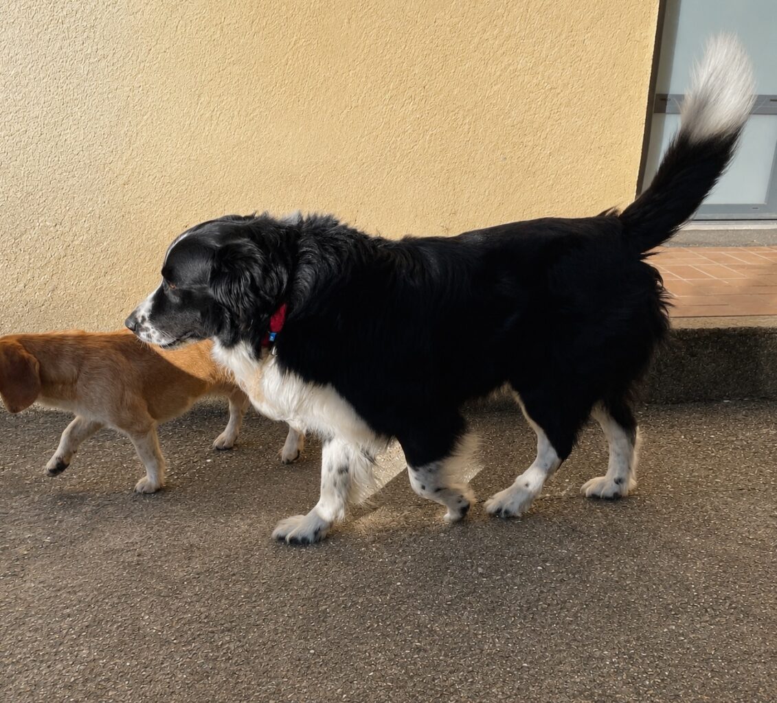 Image 1 : Test Biotracker Invoxia Edition 2026 : excellent pour retrouver son chien, moins pour suivre sa santé