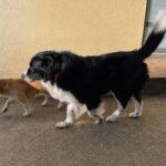 Test Biotracker Invoxia Edition 2026 : excellent pour retrouver son chien, moins pour suivre sa santé