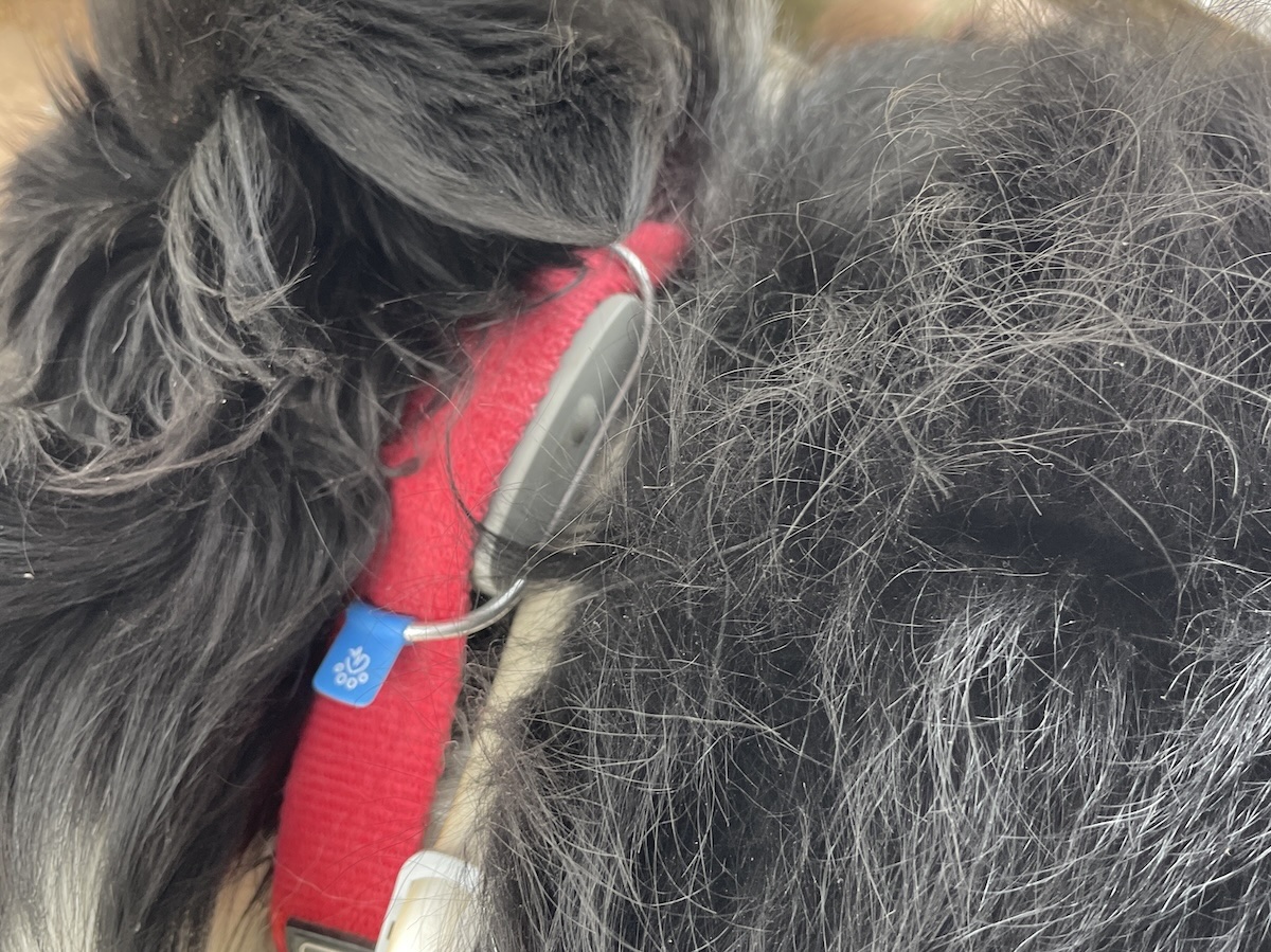 Image 2 : Test Biotracker Invoxia Edition 2026 : excellent pour retrouver son chien, moins pour suivre sa santé