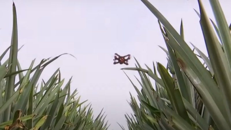 Un drone fabriqué à partir de feuilles d'ananas