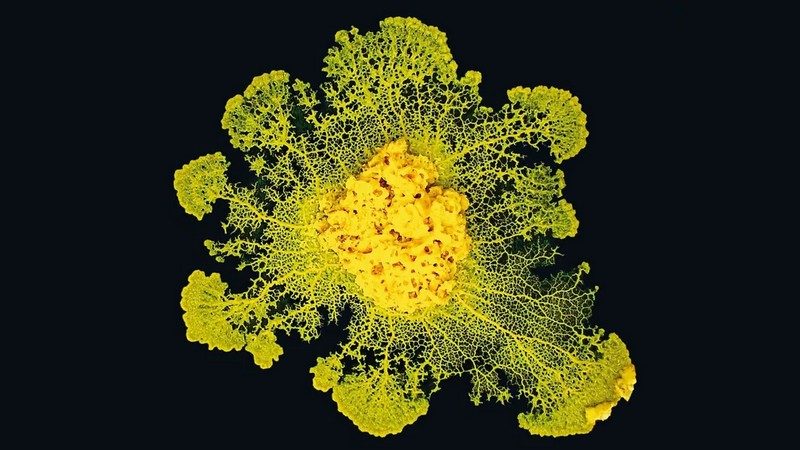 Physarum Polycephalum, surnommé Blob - Crédits : CNRS