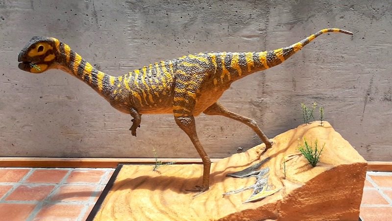 Un dinosaure Berthasaura leopoldinae, modélisé par les chercheurs à partir du squelette découvert au Brésil (Source : Musée national du Brésil)