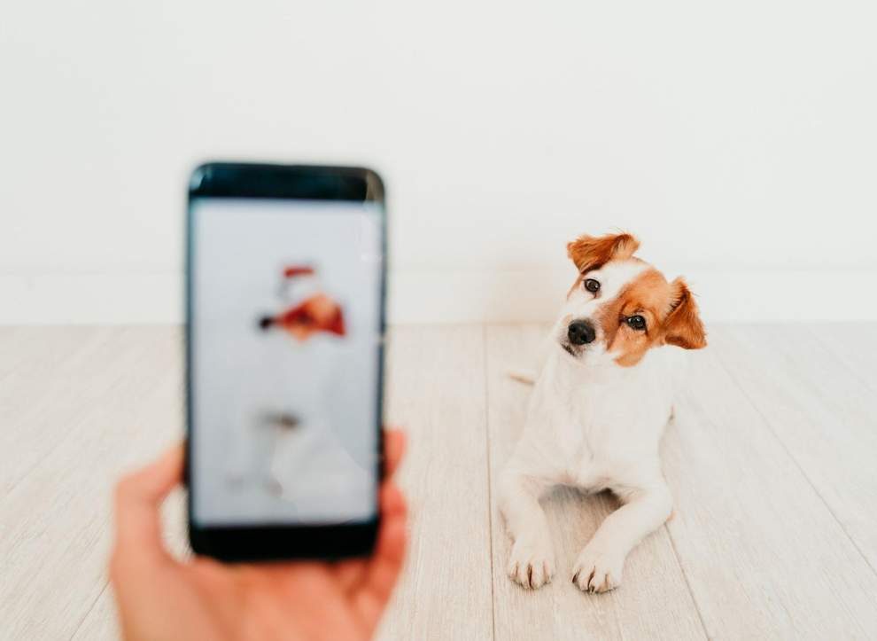 Certaines races de chiens peuvent devenir de grands succès sur réseau social TikTok.