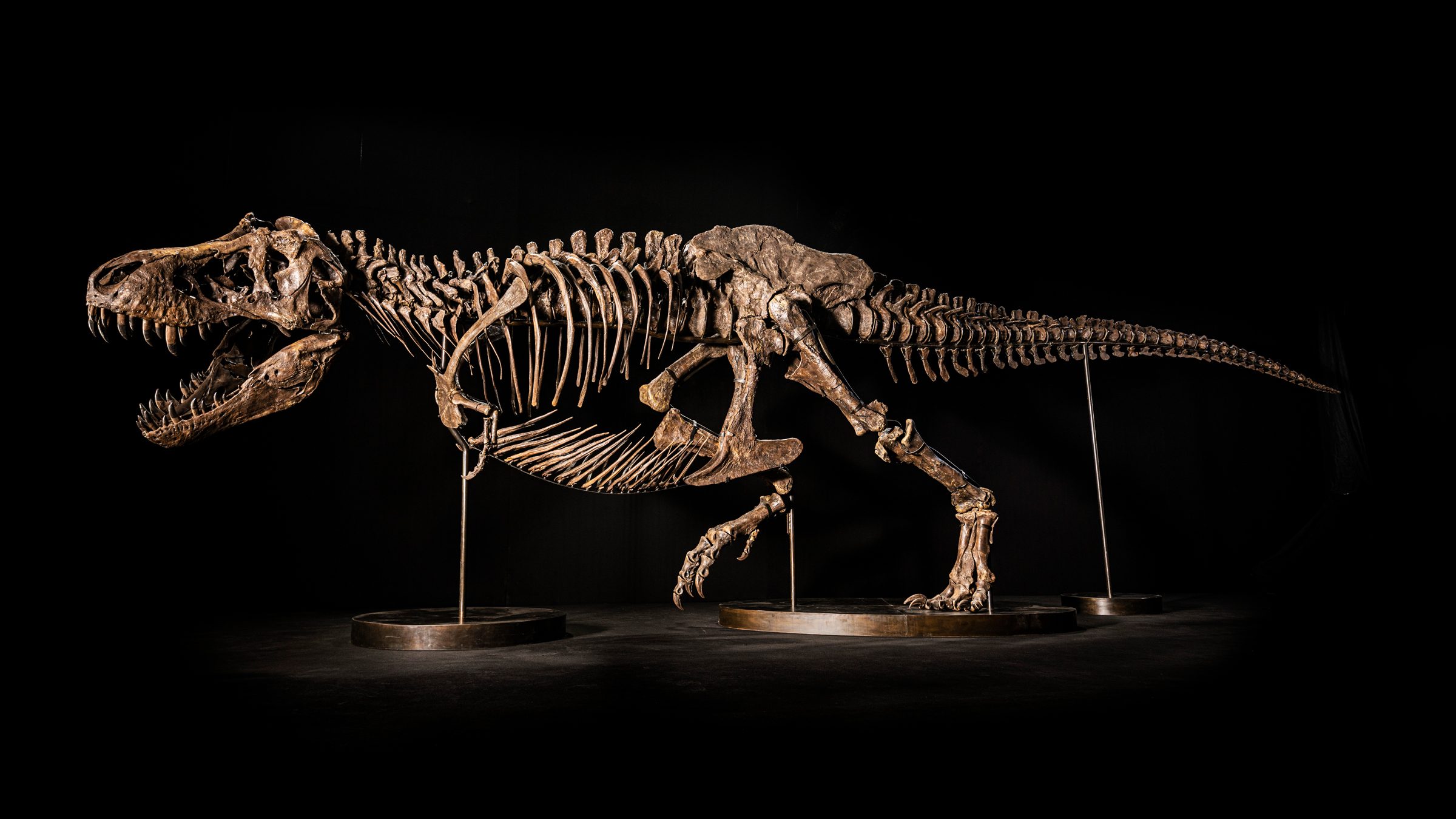 Shen est le premier T. rex à être mis aux enchères en Asie © Christie's Images Ltd